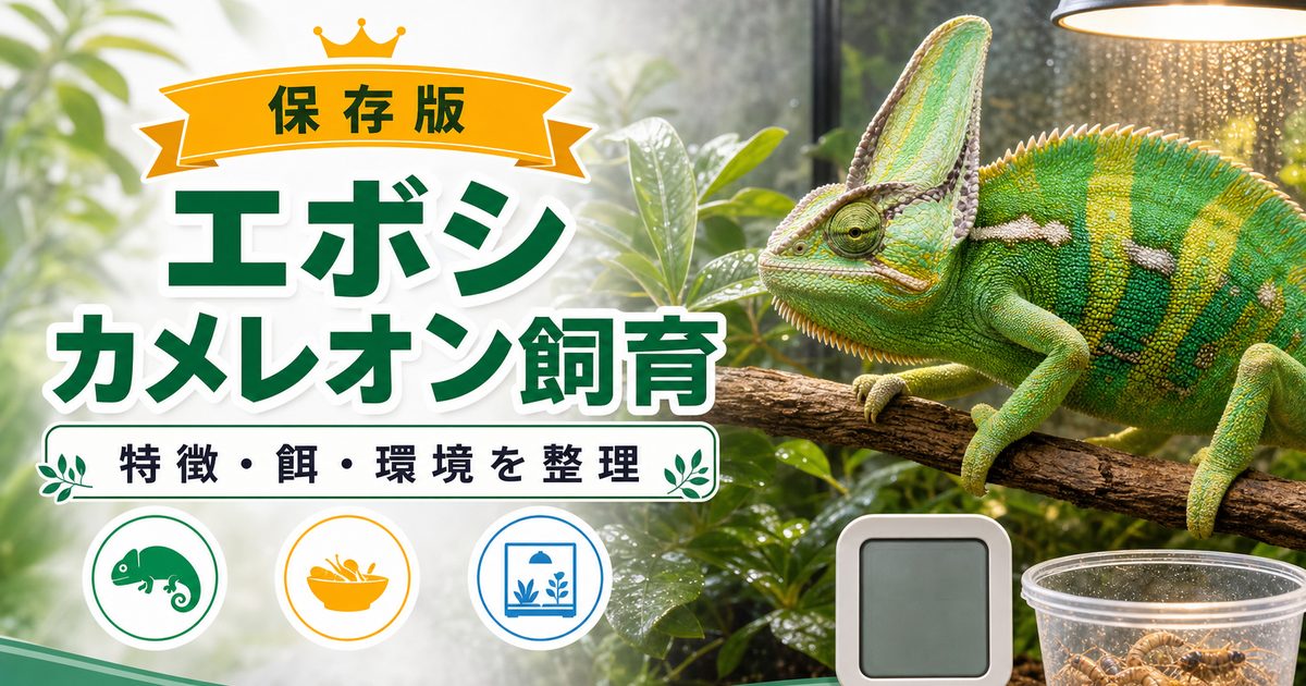 【立派なカスク】エボシカメレオンの飼い方・育て方を徹底解説！雌雄判別方法や幼体を育てるときの注意点についても網羅！の要点を伝えるカメレオン・爬虫類記事アイキャッチ画像