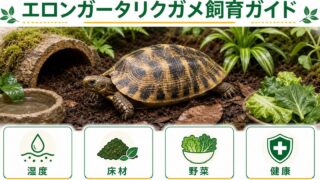 エロンガータリクガメ（キボシリクガメ）飼育完全ガイド！特徴・温度・餌・床材・注意点を徹底解説の要点を伝えるカメレオン・爬虫類記事アイキャッチ画像