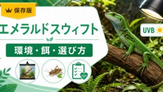 エメラルドスウィフト（スピニーリザード）飼育完全ガイド！緑色が美しい北中米産ツボクサトカゲの特徴・ケージ・餌・カメレオンとの違いを徹底解説の要点を伝えるカメレオン・爬虫類記事アイキャッチ画像