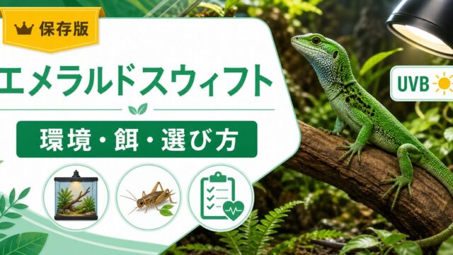 エメラルドスウィフト（スピニーリザード）飼育完全ガイド！緑色が美しい北中米産ツボクサトカゲの特徴・ケージ・餌・カメレオンとの違いを徹底解説の要点を伝えるカメレオン・爬虫類記事アイキャッチ画像