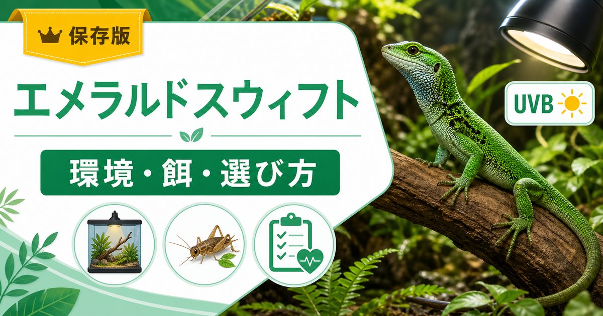 エメラルドスウィフト（スピニーリザード）飼育完全ガイド！緑色が美しい北中米産ツボクサトカゲの特徴・ケージ・餌・カメレオンとの違いを徹底解説の要点を伝えるカメレオン・爬虫類記事アイキャッチ画像