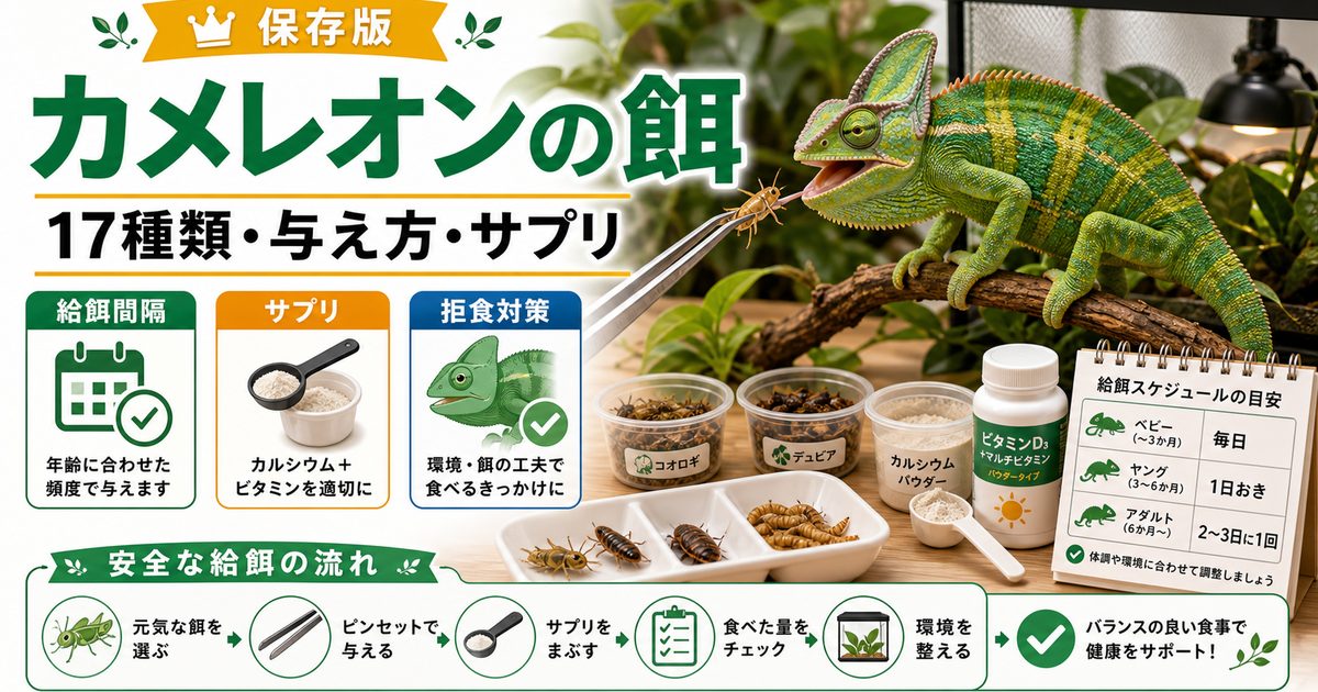 【ご機嫌なご飯タイム】カメレオンの餌”17種類”とその与え方を徹底解説！【サプリメント】の要点を伝えるカメレオン・爬虫類記事アイキャッチ画像