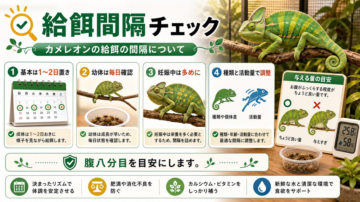 カメレオンの給餌の間隔についての要点をまとめたカメレオン・爬虫類飼育インフォグラフィック