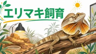 【エリマキトカゲ】フリルを広げる迫力のオーストラリア産トカゲの飼い方完全ガイド！の要点を伝えるカメレオン・爬虫類記事アイキャッチ画像