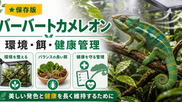 【マダガスカルの美しい2色種】バーバートカメレオンの飼い方・特徴・繁殖・注意点を徹底解説！の要点を伝えるカメレオン・爬虫類記事アイキャッチ画像