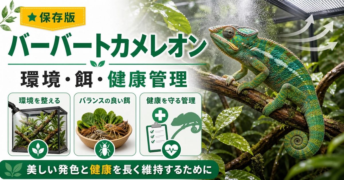 【マダガスカルの美しい2色種】バーバートカメレオンの飼い方・特徴・繁殖・注意点を徹底解説！の要点を伝えるカメレオン・爬虫類記事アイキャッチ画像