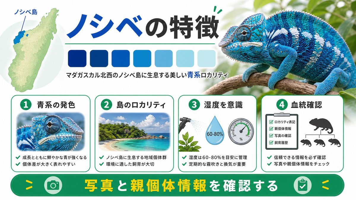 主要ロカリティ②ノシベの特徴と飼育ポイントの要点をまとめたカメレオン・爬虫類飼育インフォグラフィック