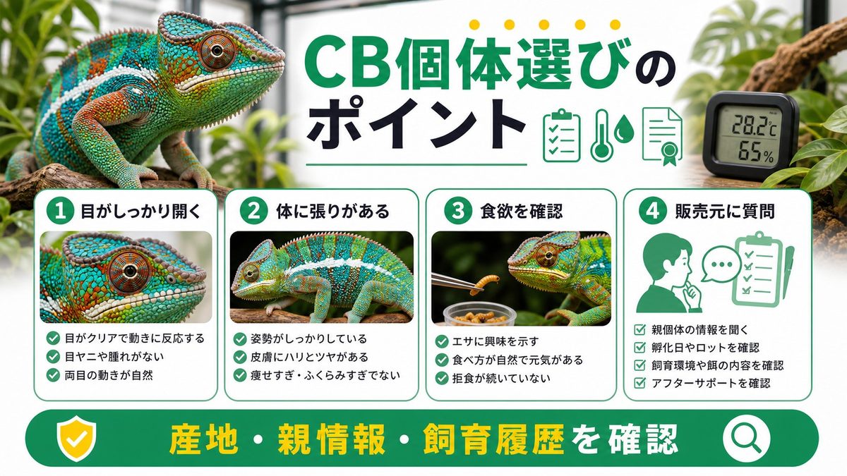 CB個体選びのポイントと信頼できるショップの選び方の要点をまとめたカメレオン・爬虫類飼育インフォグラフィック
