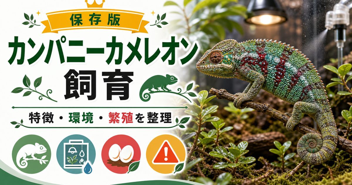 【宝石！】カンパニーカメレオンの特徴や飼育方法・育て方・生息地・繁殖・注意点について解説！の要点を伝えるカメレオン・爬虫類記事アイキャッチ画像