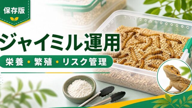 ジャイアントミルワーム（ジャイミル）完全ガイド｜栄養価・飼育・繁殖・与え方とミルワームとの違いの要点を伝えるカメレオン・爬虫類記事アイキャッチ画像