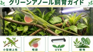 グリーンアノール（アメリカカナヘビ）飼育完全ガイド！特徴・ケージ・餌・喉の赤い袋・カメレオンとの違いを徹底解説の要点を伝えるカメレオン・爬虫類記事アイキャッチ画像