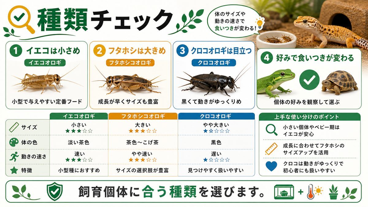 餌として販売されているコオロギの種類についての要点をまとめたカメレオン・爬虫類飼育インフォグラフィック