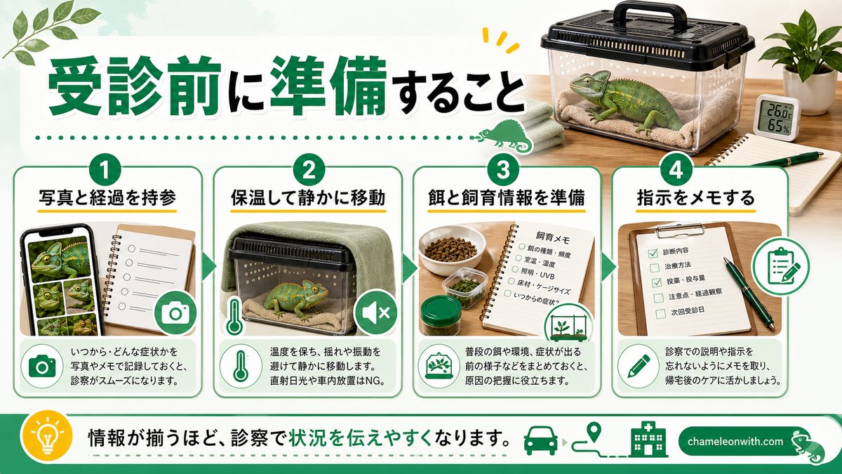 動物病院に連れていく時の注意点についての要点をまとめたカメレオン・爬虫類飼育インフォグラフィック