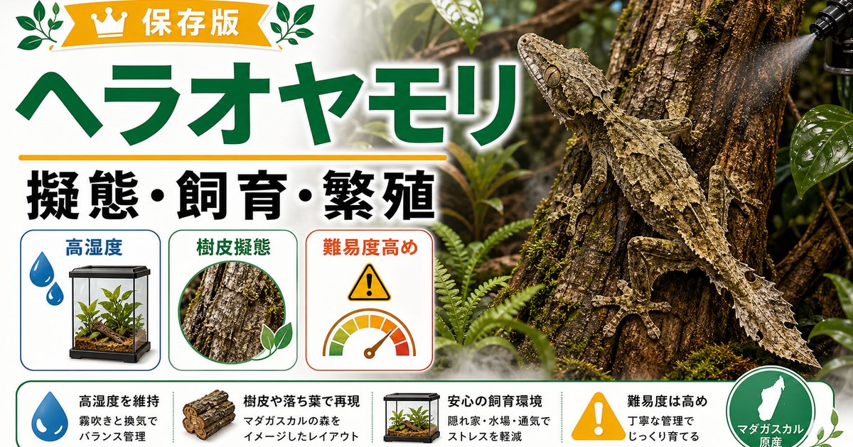 ヘラオヤモリの大きさなどの特徴や飼育方法・育て方・繁殖・注意点について徹底解説！の要点を伝えるカメレオン・爬虫類記事アイキャッチ画像