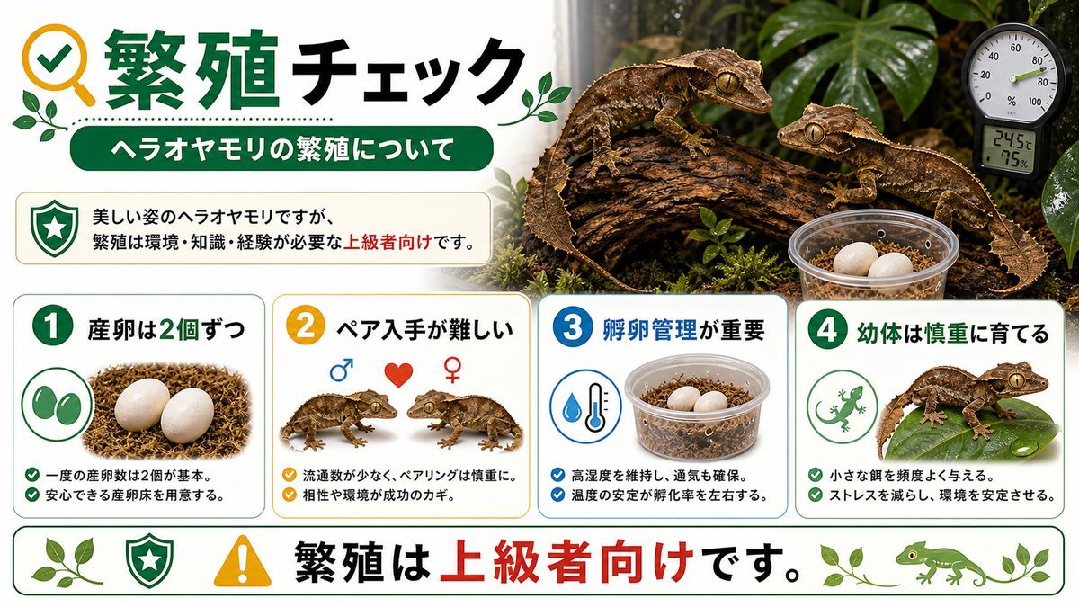 ヘラオヤモリの繁殖についての要点をまとめたカメレオン・爬虫類飼育インフォグラフィック