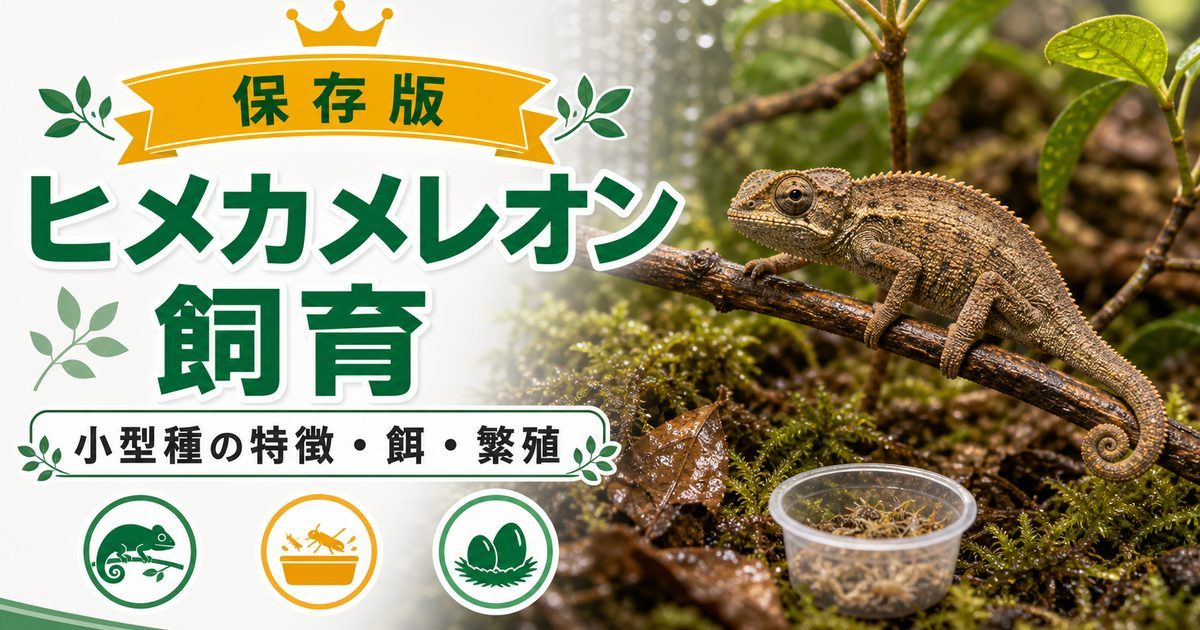 【ヒメカメレオンの飼い方】繁殖・餌・種類を実際に飼っている筆者が紹介！【世界最小サイズ】の要点を伝えるカメレオン・爬虫類記事アイキャッチ画像