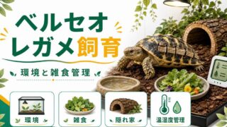 ベルセオレガメ（キニクシス・ベリアナ）飼育完全ガイド！甲羅が動くアフリカリクガメの特徴・飼育環境・雑食性の餌管理を徹底解説の要点を伝えるカメレオン・爬虫類記事アイキャッチ画像