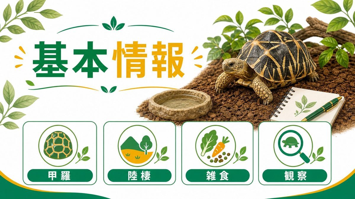 ベルセオレガメの基本情報の要点をまとめたカメレオン・爬虫類飼育インフォグラフィック