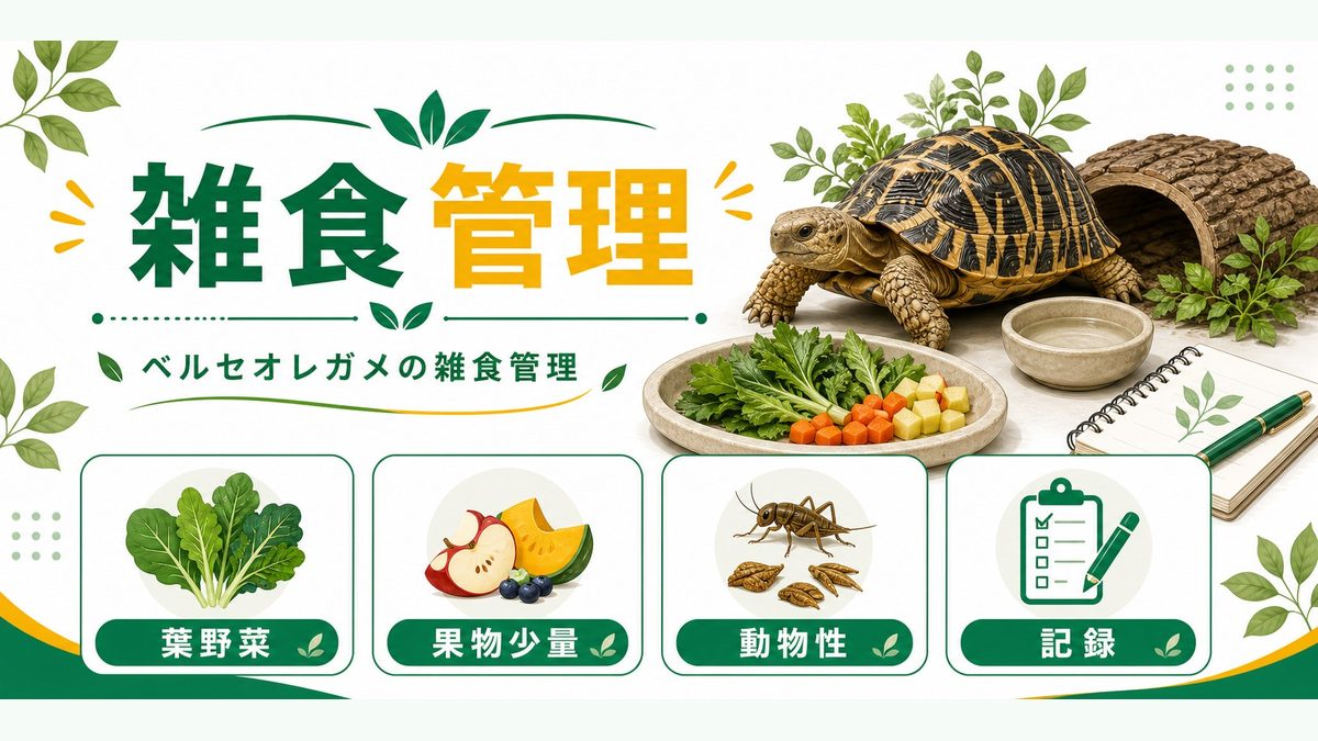 雑食性の食事管理：草食70%＋動物性30%の要点をまとめたカメレオン・爬虫類飼育インフォグラフィック