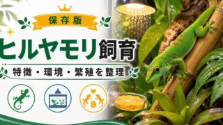 ヒルヤモリの飼い方・育て方を徹底解説！脱皮・繁殖・寿命についても網羅！の要点を伝えるカメレオン・爬虫類記事アイキャッチ画像