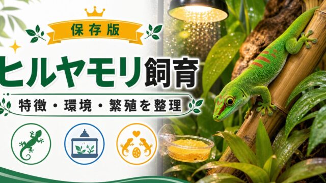 ヒルヤモリの飼い方・育て方を徹底解説！脱皮・繁殖・寿命についても網羅！の要点を伝えるカメレオン・爬虫類記事アイキャッチ画像