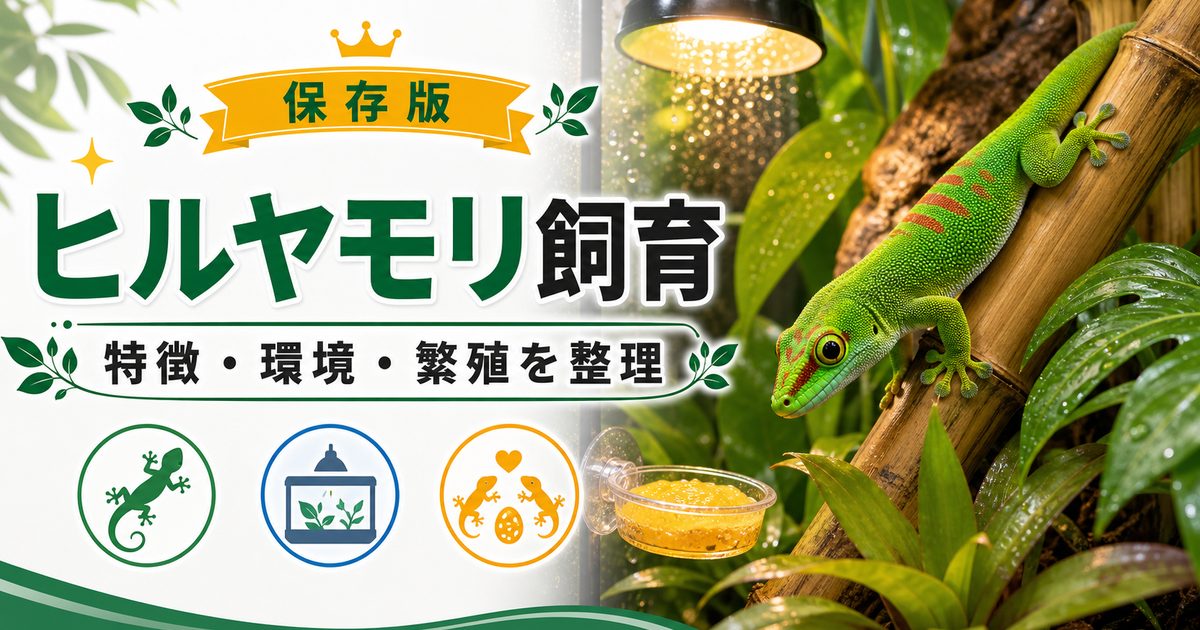 ヒルヤモリの飼い方・育て方を徹底解説！脱皮・繁殖・寿命についても網羅！の要点を伝えるカメレオン・爬虫類記事アイキャッチ画像