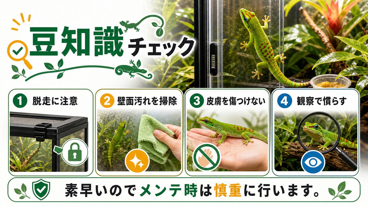 ヒルヤモリの豆知識についての要点をまとめたカメレオン・爬虫類飼育インフォグラフィック