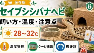 【死んだフリの名優】セイブシシバナヘビの飼い方完全ガイド！値段・寿命・餌・モルフの要点を伝えるカメレオン・爬虫類記事アイキャッチ画像