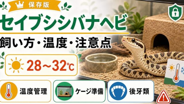 【死んだフリの名優】セイブシシバナヘビの飼い方完全ガイド！値段・寿命・餌・モルフの要点を伝えるカメレオン・爬虫類記事アイキャッチ画像