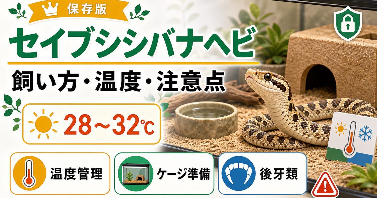 【死んだフリの名優】セイブシシバナヘビの飼い方完全ガイド！値段・寿命・餌・モルフの要点を伝えるカメレオン・爬虫類記事アイキャッチ画像