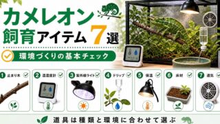【飼育には何が必要？】カメレオン飼育に必要なアイテム7選を厳選して紹介！【紫外線ライト・止まり木】の要点を伝えるカメレオン・爬虫類記事アイキャッチ画像