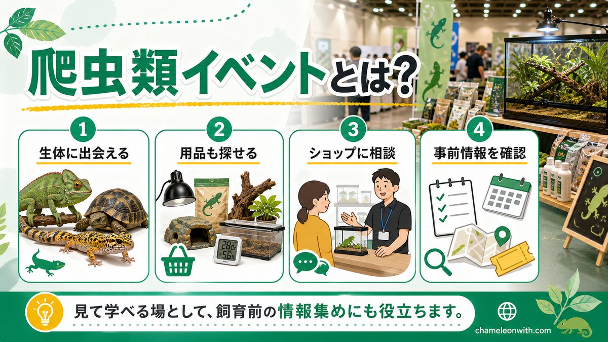 爬虫類イベントとはどんなイベント？の要点をまとめたカメレオン・爬虫類飼育インフォグラフィック