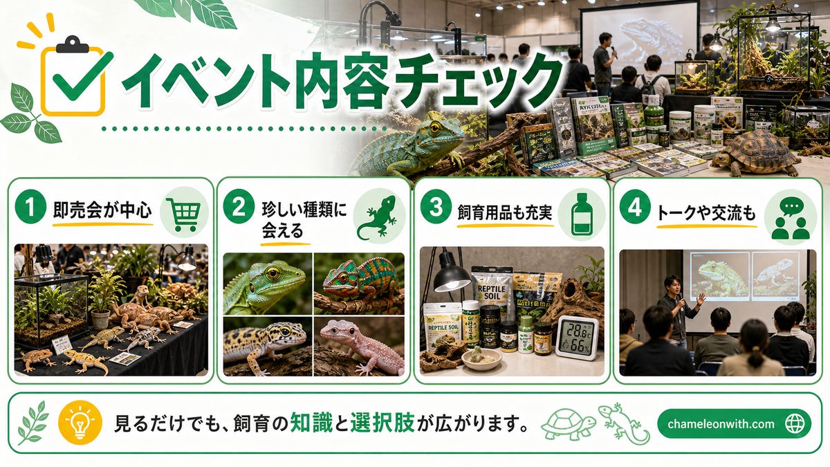 イベントの内容は？の要点をまとめたカメレオン・爬虫類飼育インフォグラフィック