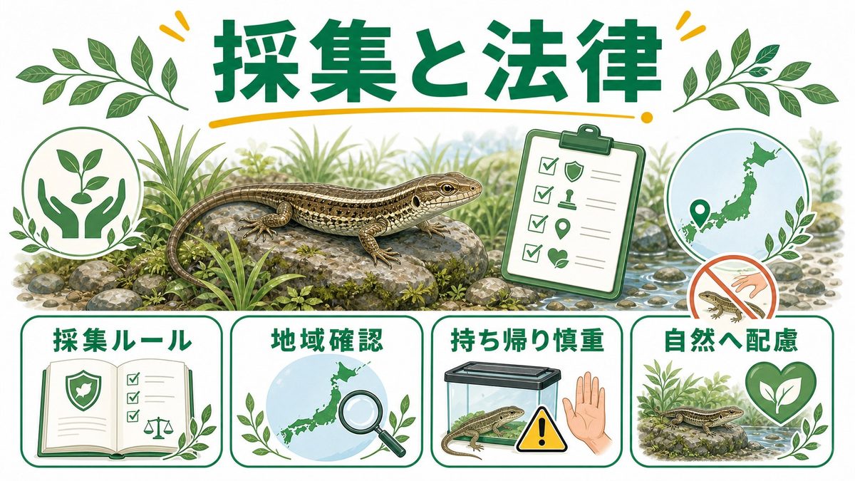 野外採集の注意点と法律の要点をまとめたカメレオン・爬虫類飼育インフォグラフィック