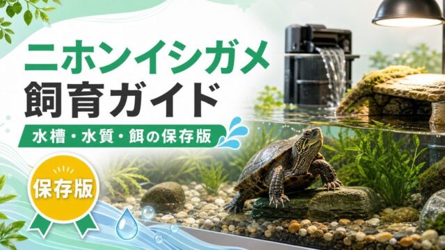 ニホンイシガメ（Mauremys japonica）完全飼育ガイド！日本固有種の水棲ガメの特徴・水槽・水質・餌を徹底解説の要点を伝えるカメレオン・爬虫類記事アイキャッチ画像