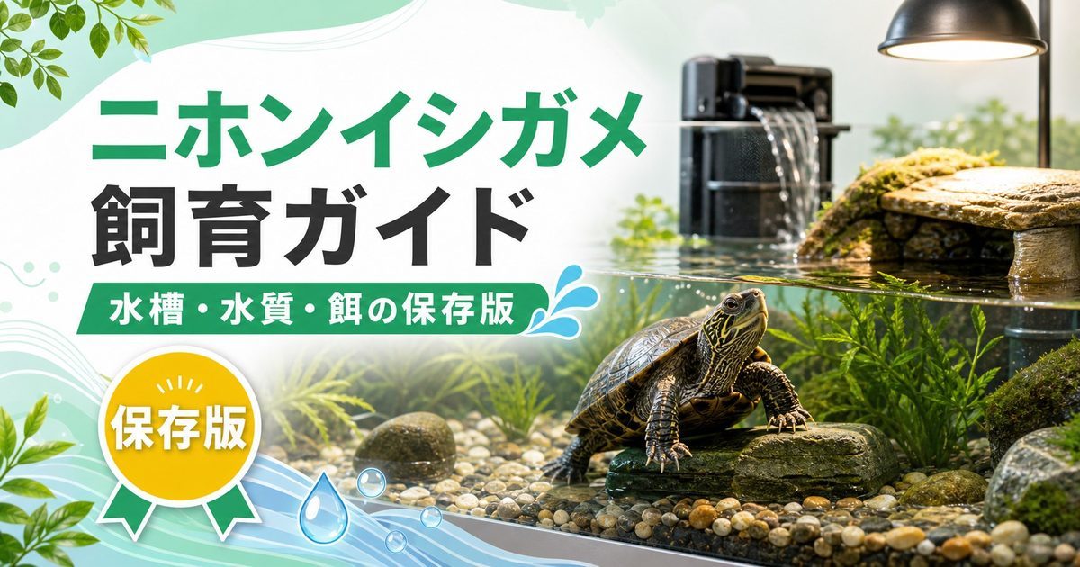 ニホンイシガメ（Mauremys japonica）完全飼育ガイド！日本固有種の水棲ガメの特徴・水槽・水質・餌を徹底解説の要点を伝えるカメレオン・爬虫類記事アイキャッチ画像