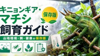 キニョンギア・マチシ（Kinyongia matschiei）飼育完全ガイド｜ウサンバラ山地の希少角カメレオンの特徴と飼い方の要点を伝えるカメレオン・爬虫類記事アイキャッチ画像