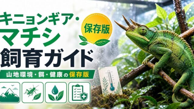 キニョンギア・マチシ（Kinyongia matschiei）飼育完全ガイド｜ウサンバラ山地の希少角カメレオンの特徴と飼い方の要点を伝えるカメレオン・爬虫類記事アイキャッチ画像