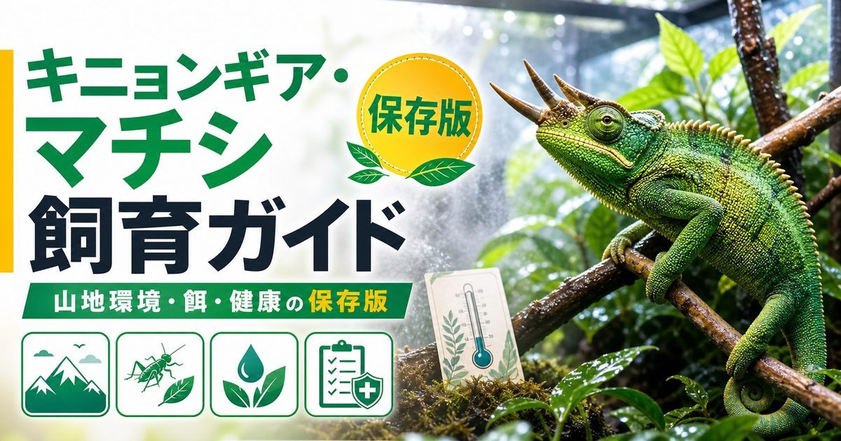 キニョンギア・マチシ（Kinyongia matschiei）飼育完全ガイド｜ウサンバラ山地の希少角カメレオンの特徴と飼い方の要点を伝えるカメレオン・爬虫類記事アイキャッチ画像