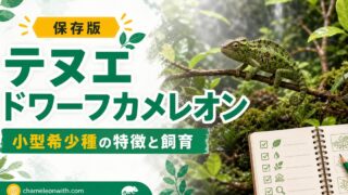 テヌエドワーフカメレオンの特徴や飼育方法・育て方・生息地・繁殖・注意点について解説！【激レア小型カメレオン】の要点を伝えるカメレオン・爬虫類記事アイキャッチ画像
