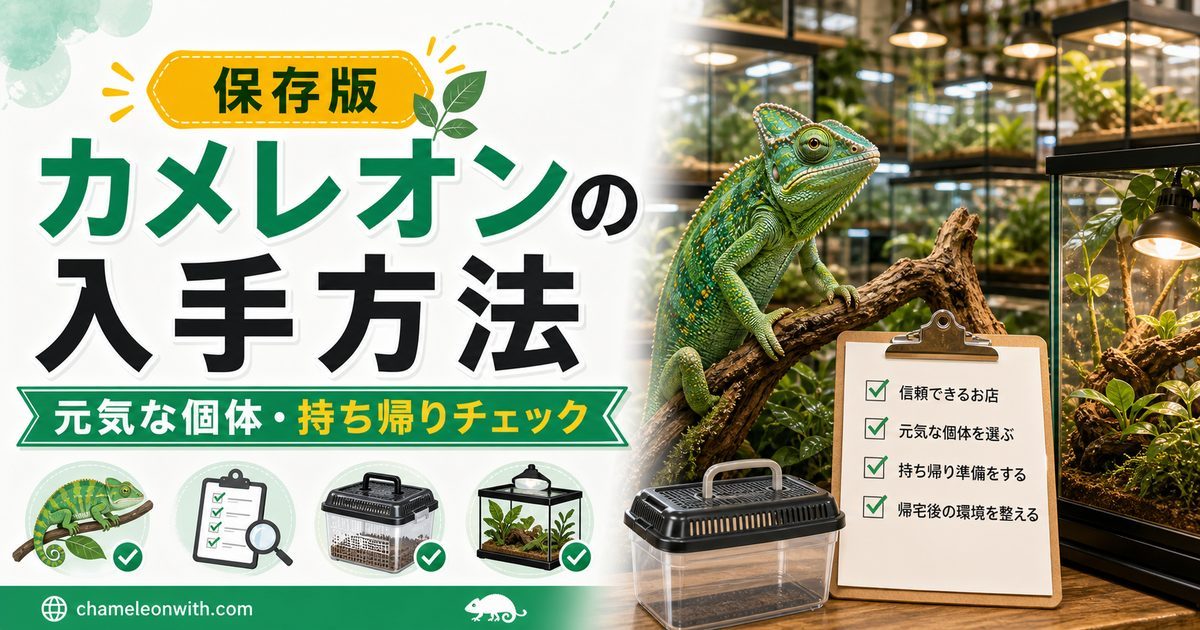 【入手方法】カメレオン元気な個体のチェックポイント・お持ち帰り方法をご紹介！【WCとCBの違いは？】の要点を伝えるカメレオン・爬虫類記事アイキャッチ画像