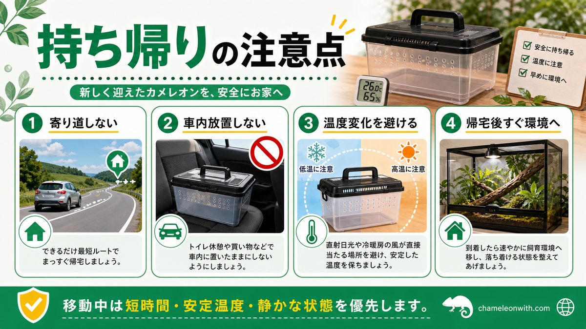 ご自宅への移動方法についての要点をまとめたカメレオン・爬虫類飼育インフォグラフィック