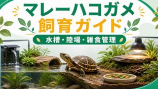 マレーハコガメ（Cuora amboinensis）飼育完全ガイド！アジア産半水棲ハコガメの特徴・水槽管理・雑食餌・注意点を徹底解説の要点を伝えるカメレオン・爬虫類記事アイキャッチ画像