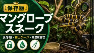 マングローブスネーク（Boiga dendrophila）飼育完全ガイド！黄色い縞模様が美しい東南アジア産後牙類ヘビの特徴・ケージ・餌・繁殖を徹底解説の要点を伝えるカメレオン・爬虫類記事アイキャッチ画像
