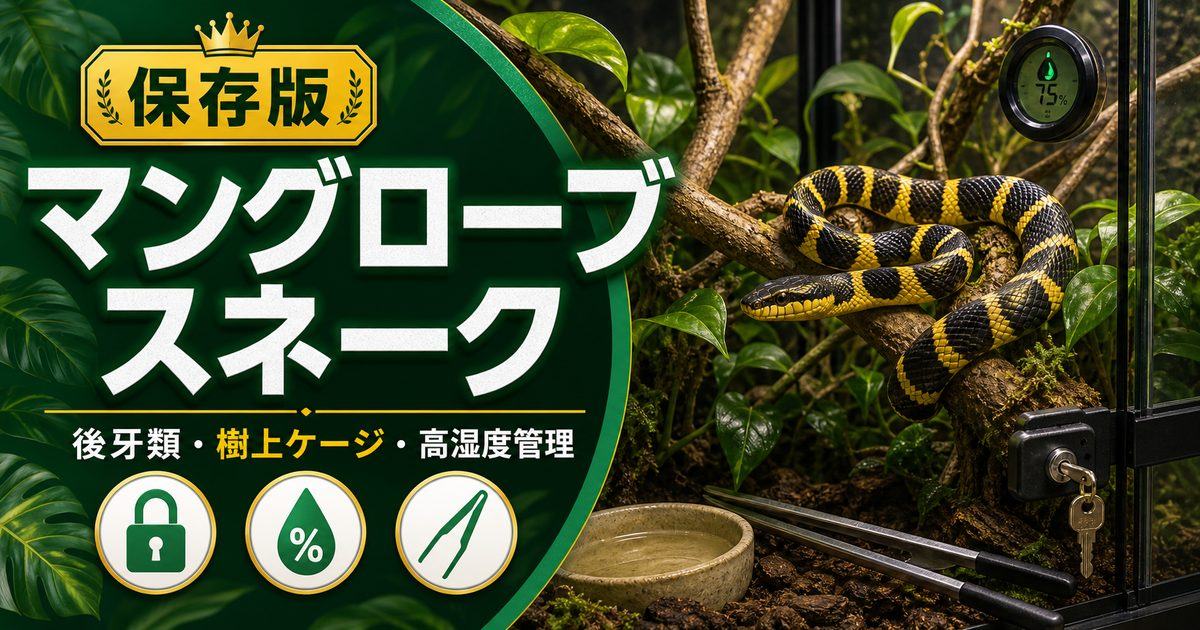 マングローブスネーク（Boiga dendrophila）飼育完全ガイド！黄色い縞模様が美しい東南アジア産後牙類ヘビの特徴・ケージ・餌・繁殖を徹底解説の要点を伝えるカメレオン・爬虫類記事アイキャッチ画像