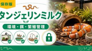 タンジェリンミルクスネーク（Lampropeltis triangulum）飼育完全ガイド！鮮やかオレンジモルフの特徴・ケージ・餌・繁殖を徹底解説の要点を伝えるカメレオン・爬虫類記事アイキャッチ画像