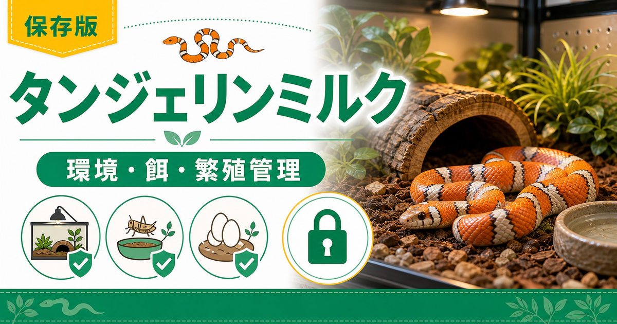 タンジェリンミルクスネーク（Lampropeltis triangulum）飼育完全ガイド！鮮やかオレンジモルフの特徴・ケージ・餌・繁殖を徹底解説の要点を伝えるカメレオン・爬虫類記事アイキャッチ画像