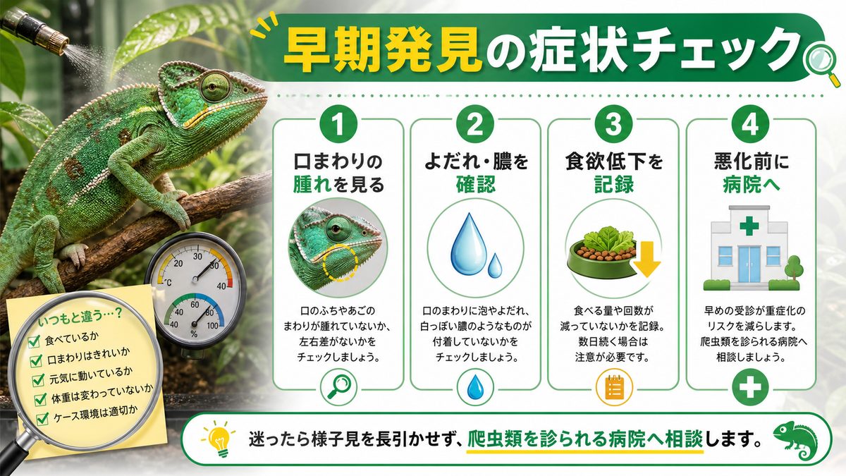 早期発見に努めよう！マウスロットの主な症状についての要点をまとめたカメレオン・爬虫類飼育インフォグラフィック