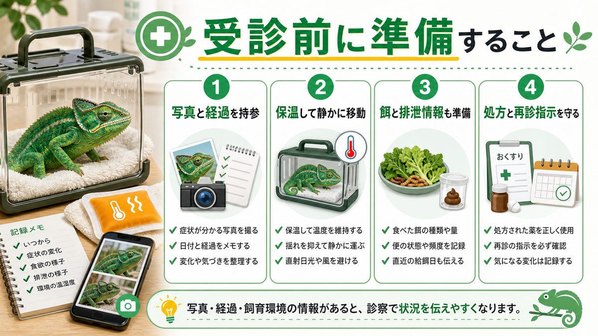 動物病院に連れて行く時の注意点についての要点をまとめたカメレオン・爬虫類飼育インフォグラフィック
