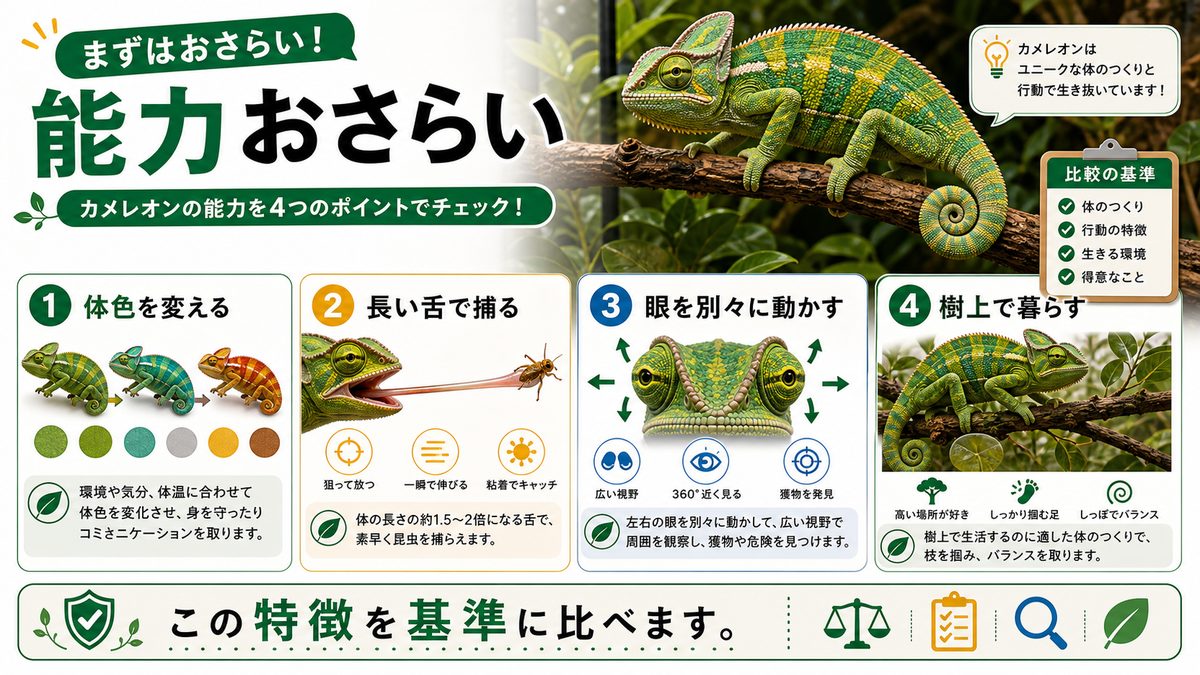 まずはおさらい!カメレオンの能力とは?の要点をまとめたカメレオン・爬虫類飼育インフォグラフィック